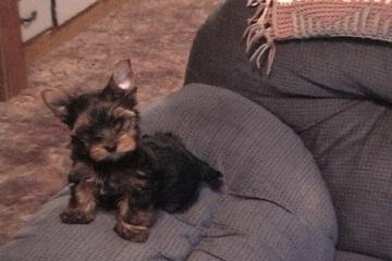 My_furry_babies_019