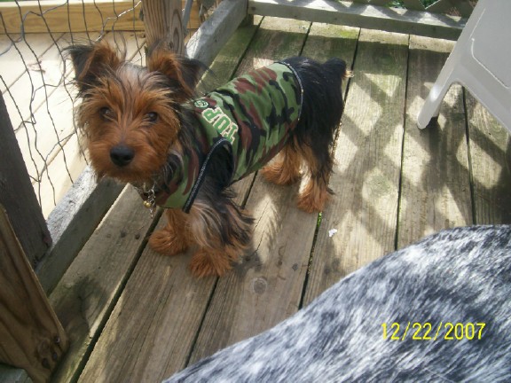 My_new_shirt_top_dog_