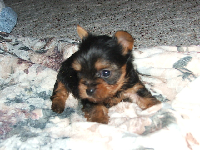Myah