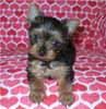 Mybaby