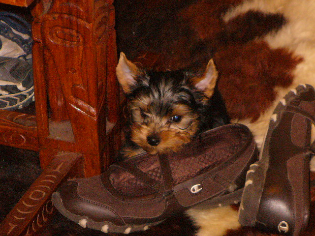 New_pup