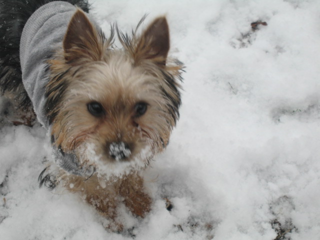 Nibby_s_first_snow_010