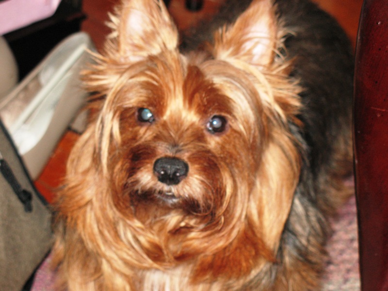 Ozzie_DIGITAL_small