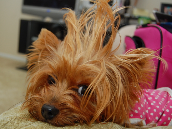 PRINCESS_HANNA_HAIR