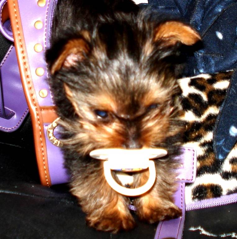 Pacifier_May_2_-_2_months_today_006