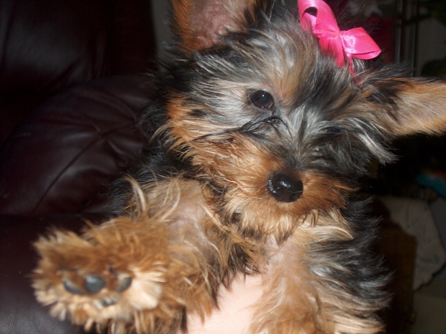 Paisley_032