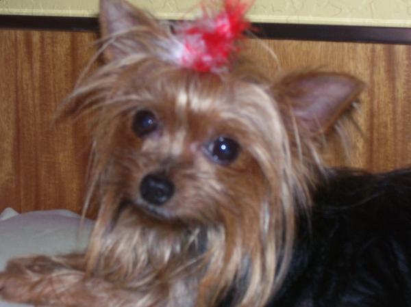 Penelope