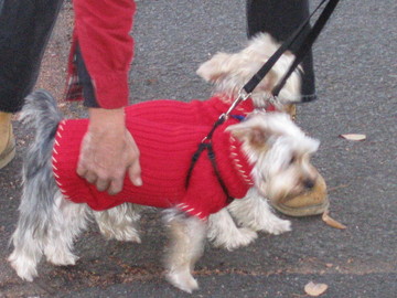 Perfect_Walkers_in_Sweaters_Resized