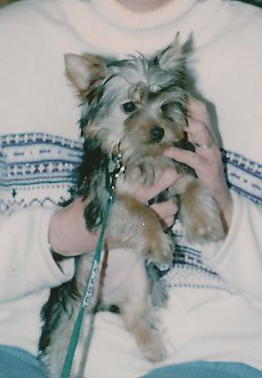 Piccolo_picture_002