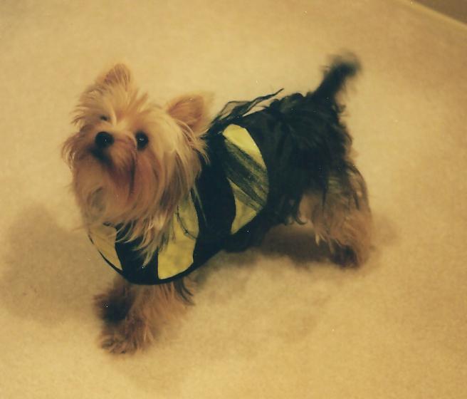 Piccolo_picture_006