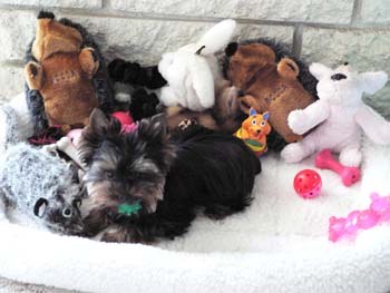PiperStuffanimal