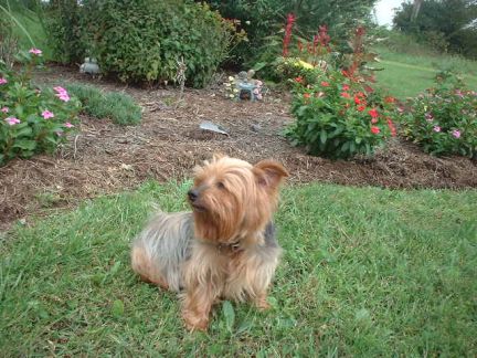 Pixie_in_flowers