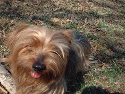 Pixie_in_the_swamp