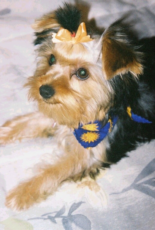 Princess2