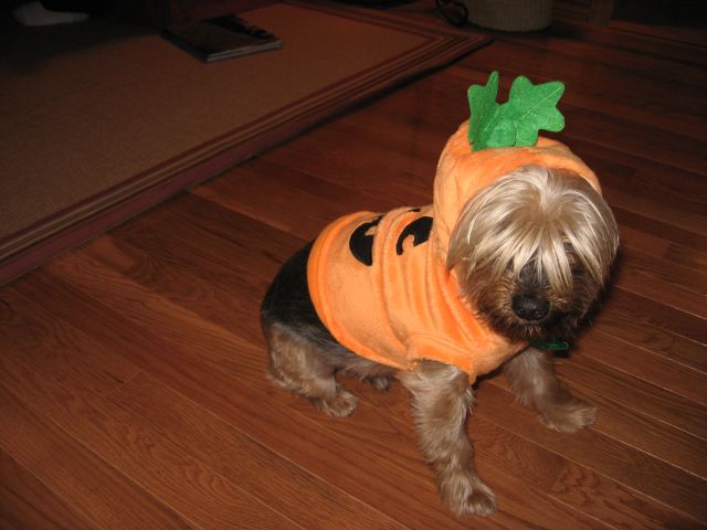 Pumpkin_Beau