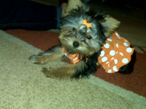 Pumpkin_Roxxy