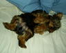 Puppers2