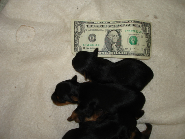 Puppies_one_week_old_