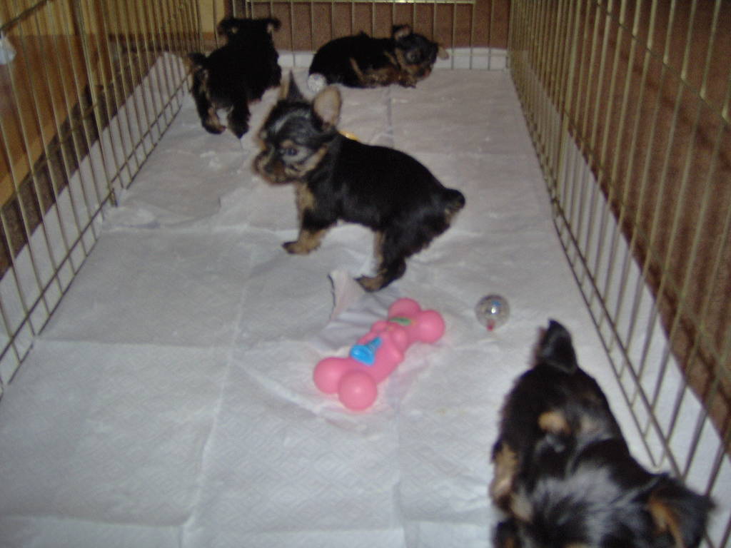 Puppies_playing_after_bath