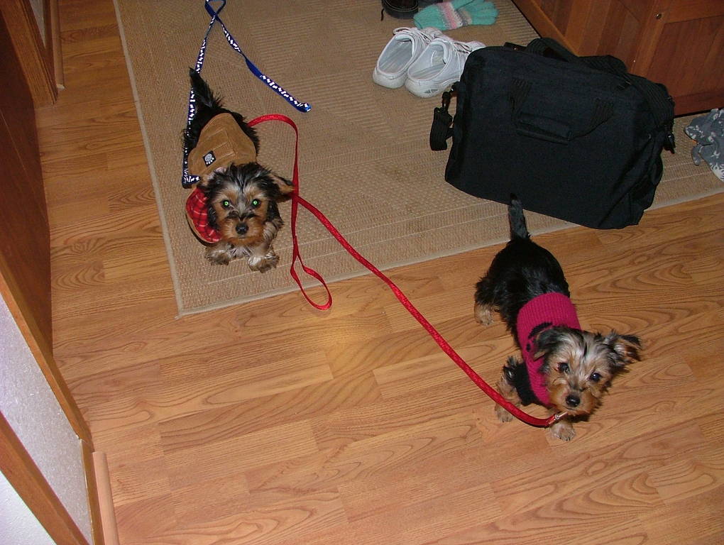 Puppies_ready_for_a_walk-4mths_Feb08