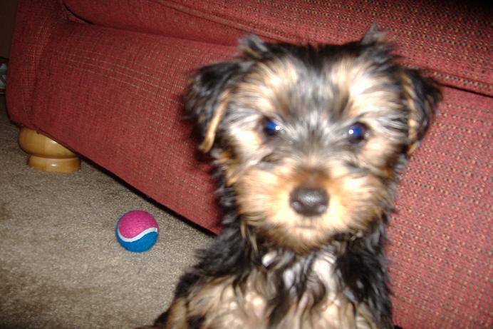 Puppy_resized