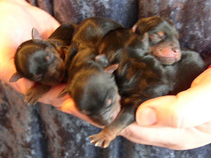 Pups1_BD