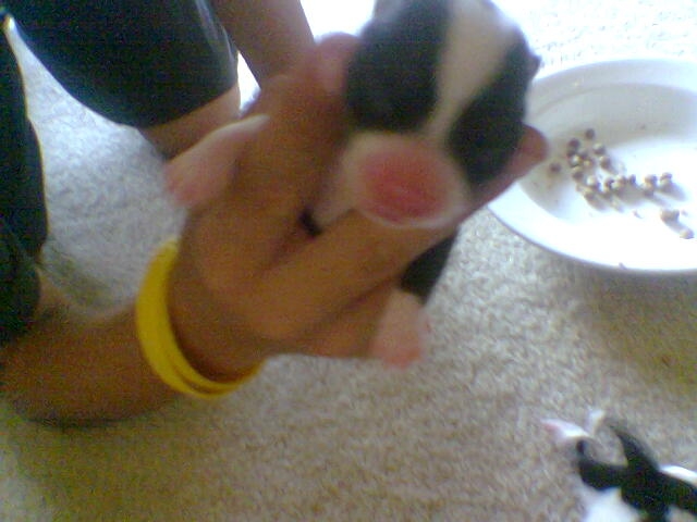 Pups_1
