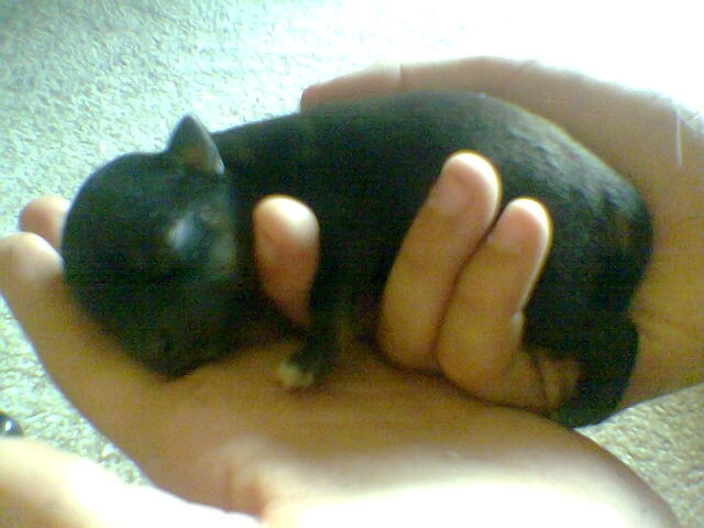 Pups_3