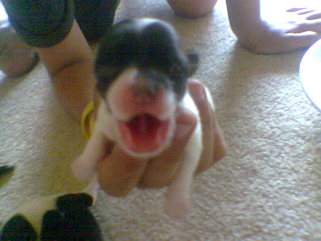 Pups_4