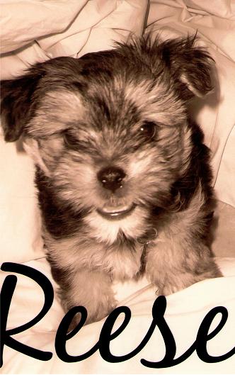 Reese
