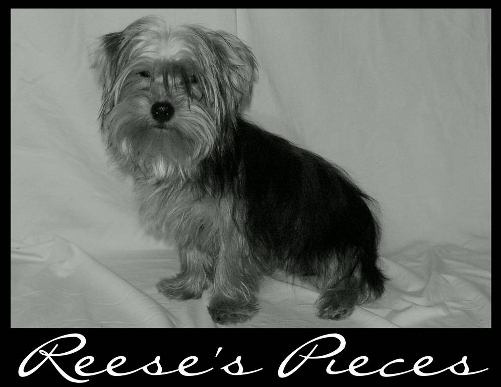 Reese_s_Pieces