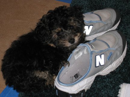 Remy_Shoes