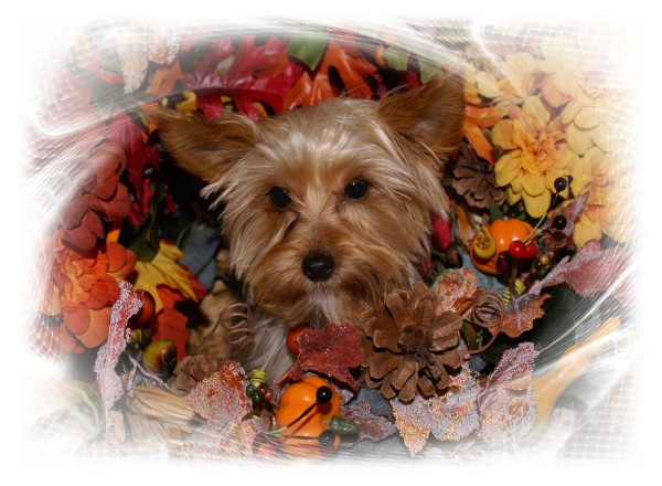 Rileys_Fall_Pic