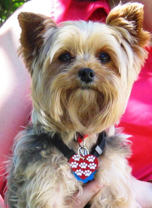 Rocco_cropped