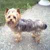 Rocco_full_shot