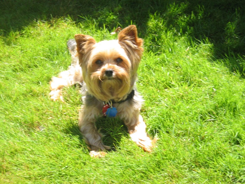 Rocco_grass