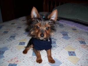 Romeo1