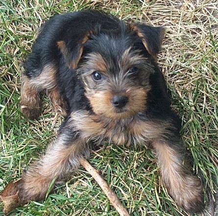 Romeo_puppy