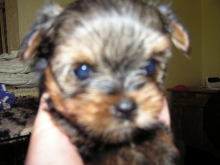 Roscoe_1