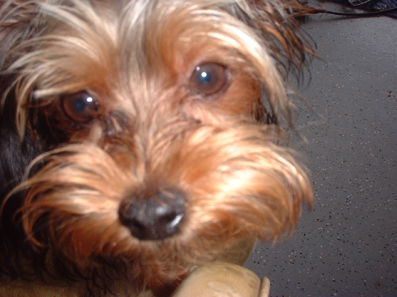 Rowdy_really_close
