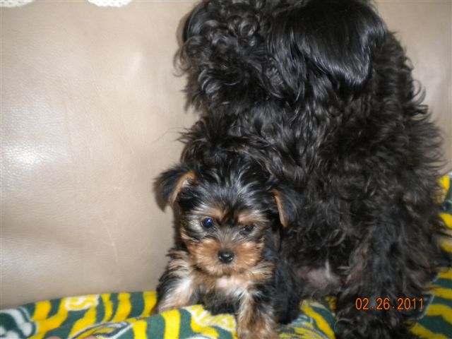 SOPHIE_TEASHA_watching_over_my_sister