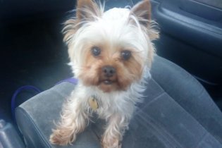 Sammie_in_Doug_s_car