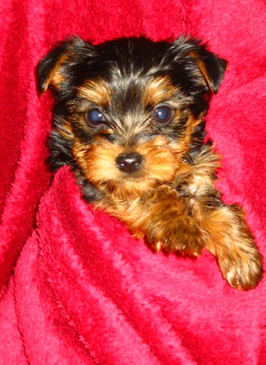 Sammy_2_