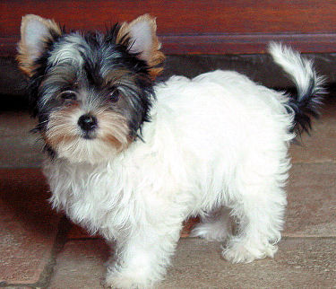 Savannah9