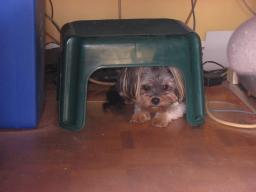 Shado_hiding