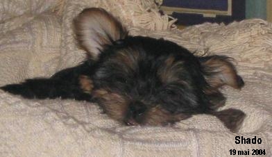 Shado_sieste