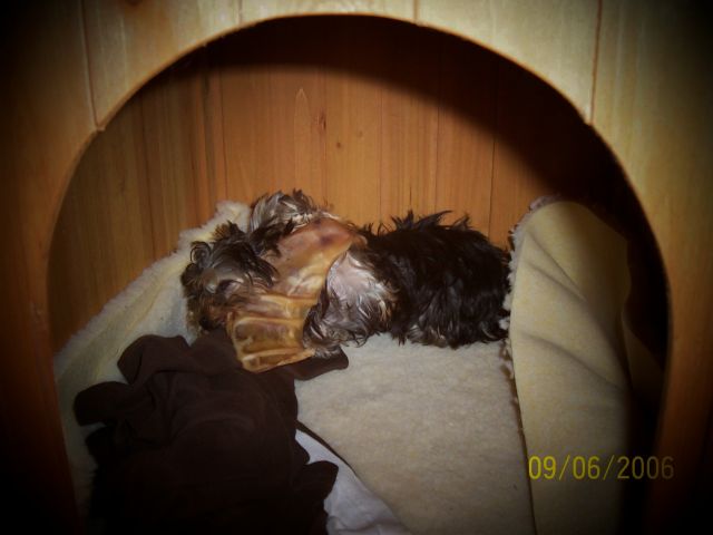 Sherman_wrestling_with_his_pigs_ear