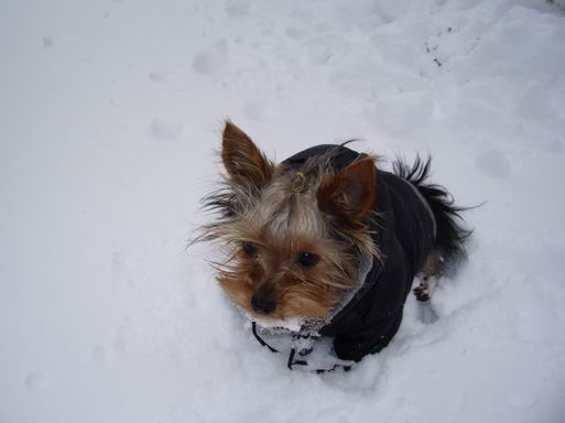 SnowBunny