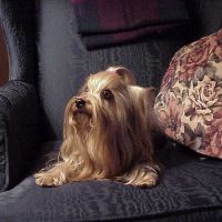Sophie_Avatar
