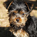 Sophie_s_first_pic_YT